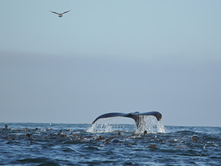 Whale Tail