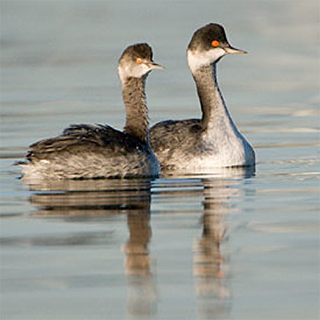 Two eared grebes—photo by Peter LaTourette